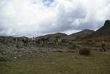 602_Incatrail, de lastdieren
